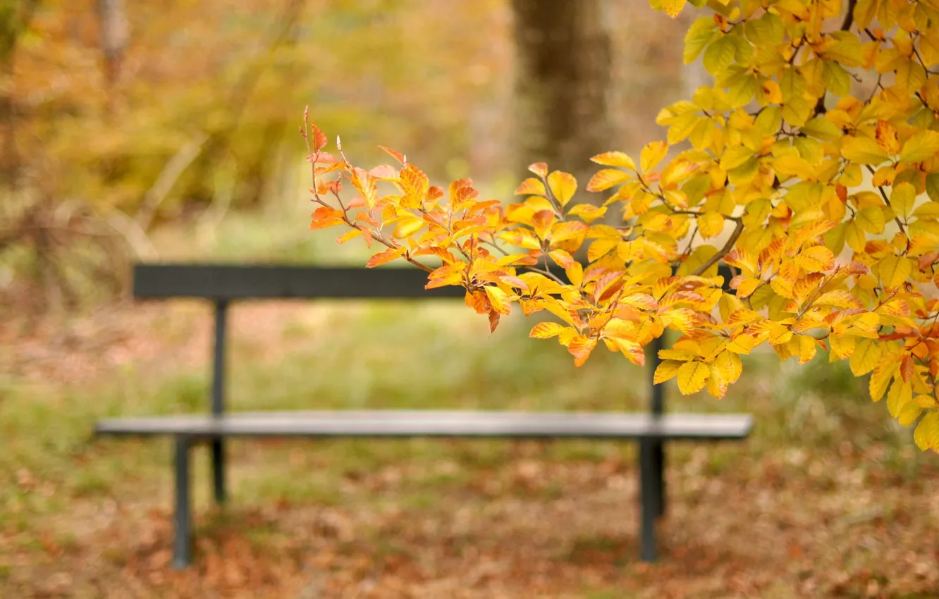 Photo wallpaper autumn, leaves, bench, branches, yellow, Park