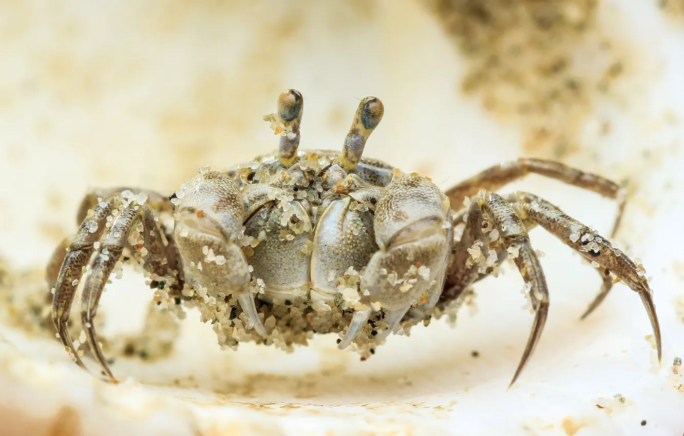 Photo wallpaper background, crab, pesenki
