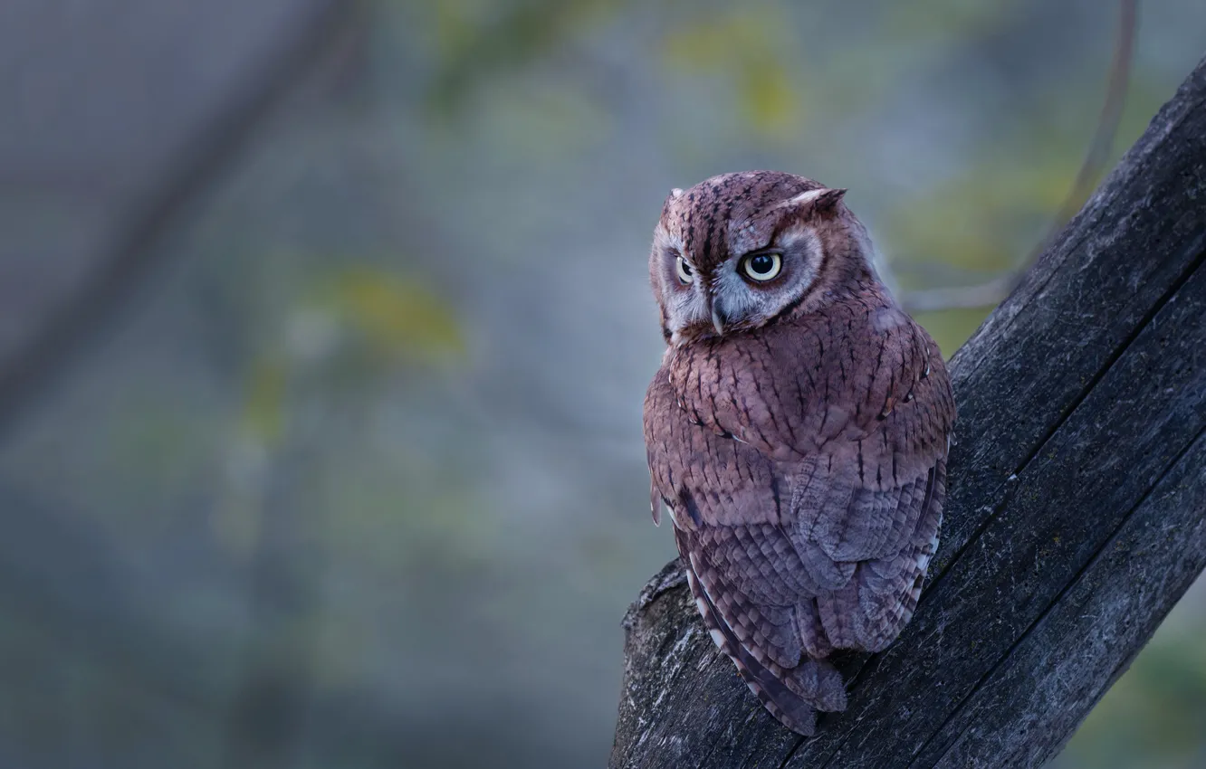 Photo wallpaper look, background, owl, bird, posts, owl
