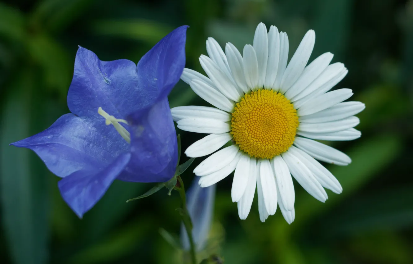 Photo wallpaper macro, petals, Daisy, bell, Duo