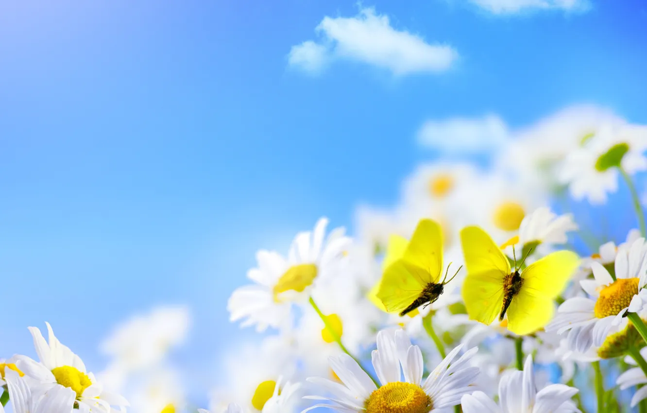 Photo wallpaper clouds, butterfly, chamomile