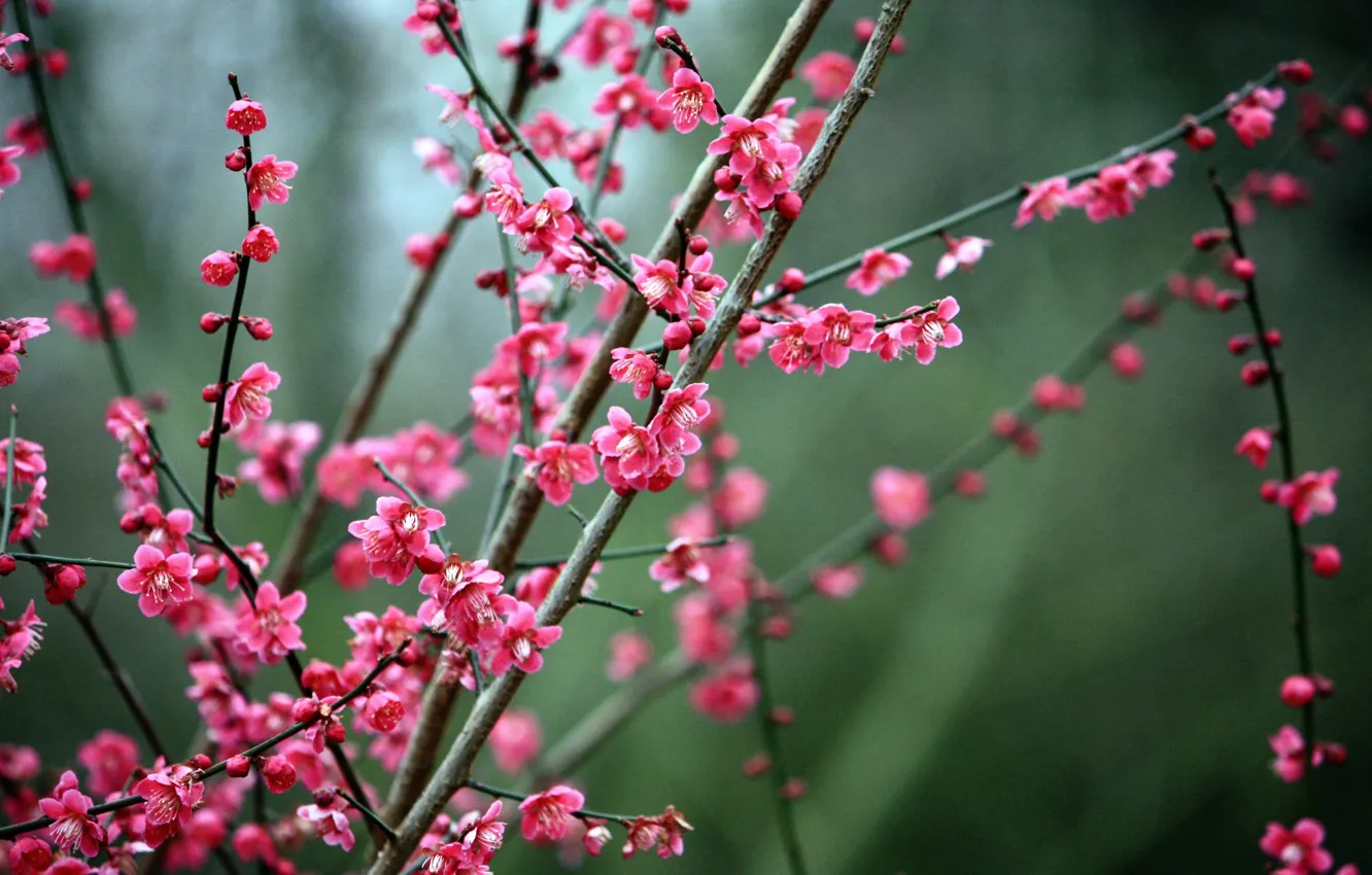 Photo wallpaper Nature, Sakura, Flowers