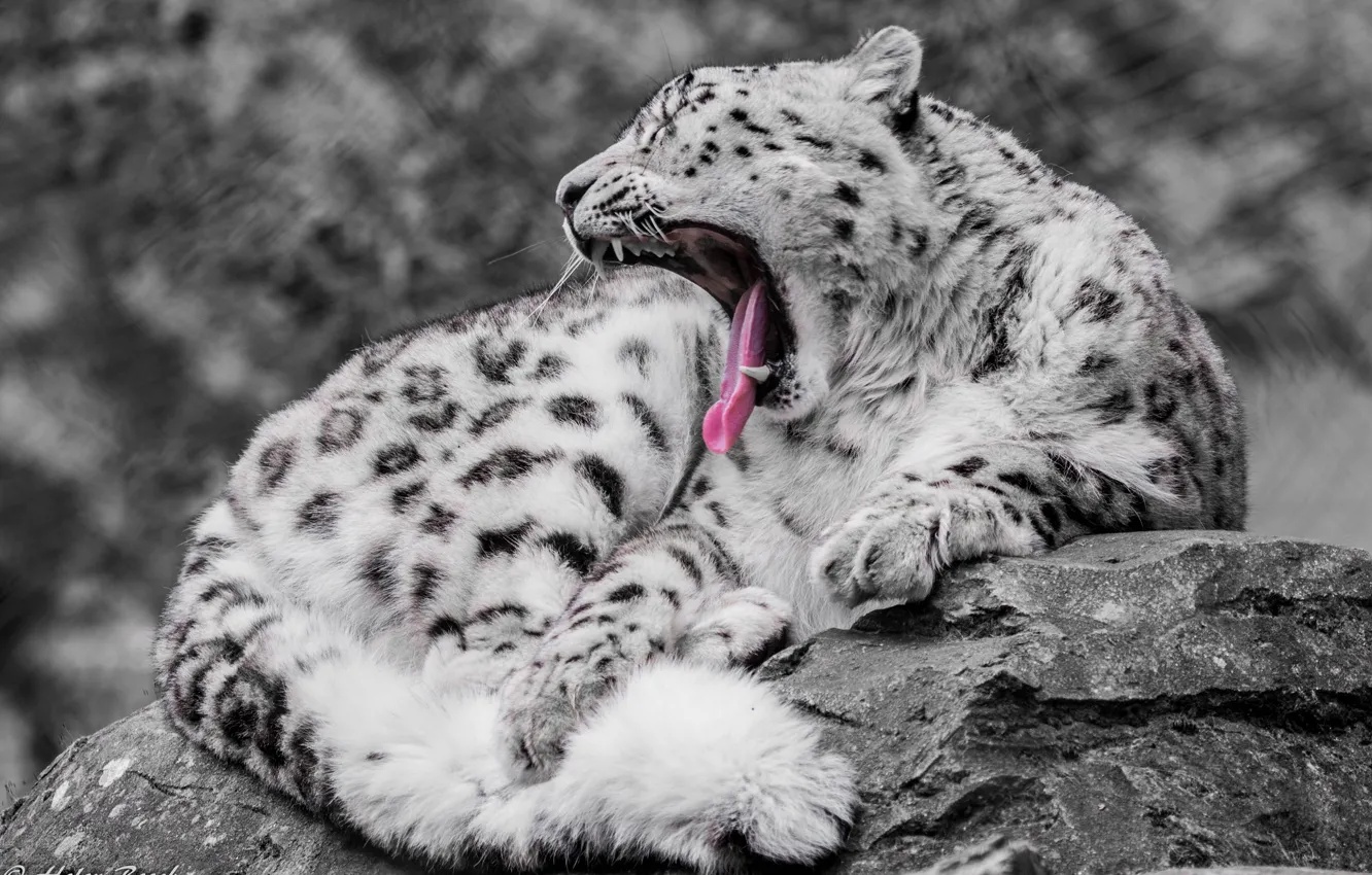 Photo wallpaper predator, IRBIS, snow leopard, wild cat, yawns