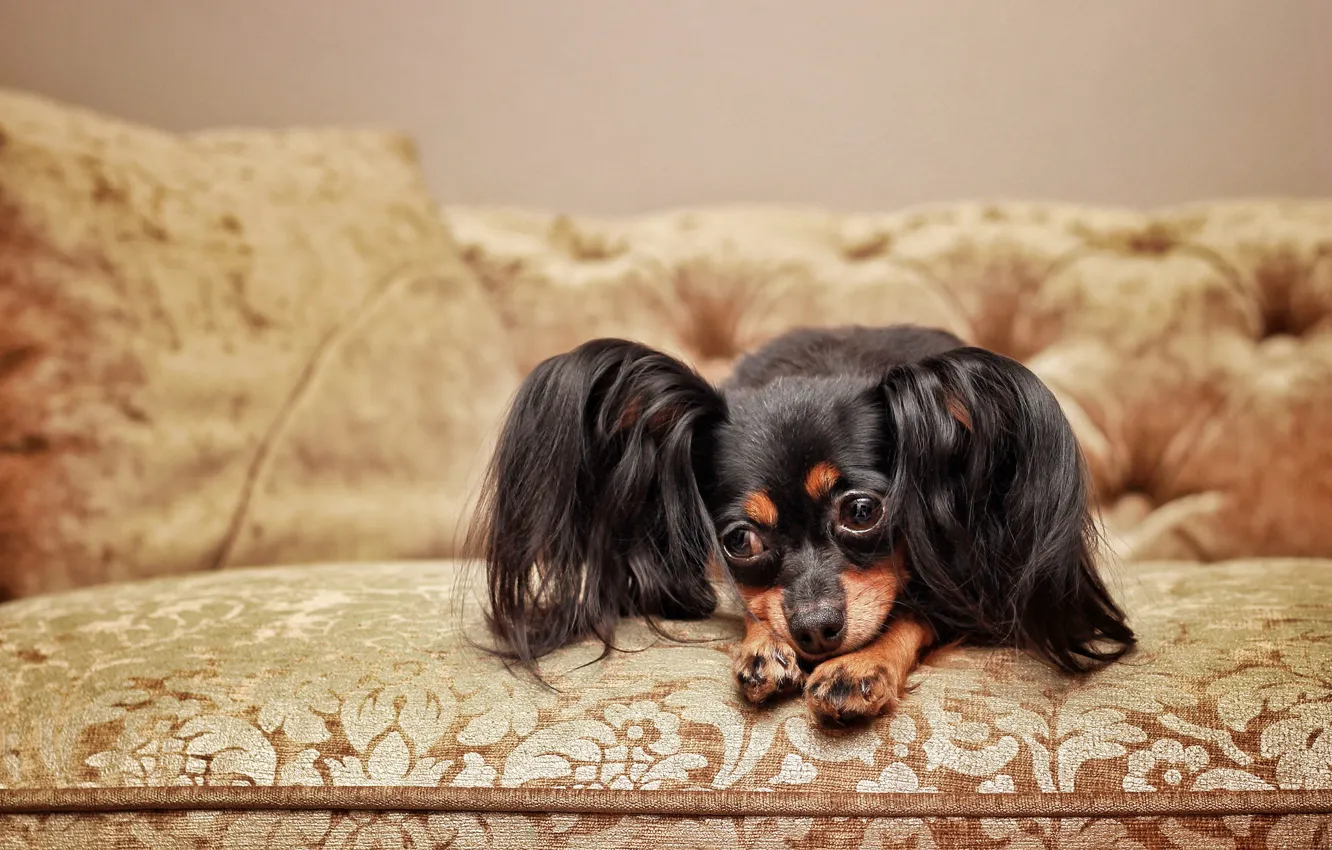 Photo wallpaper sadness, look, pose, sofa, legs, dog, lies, face
