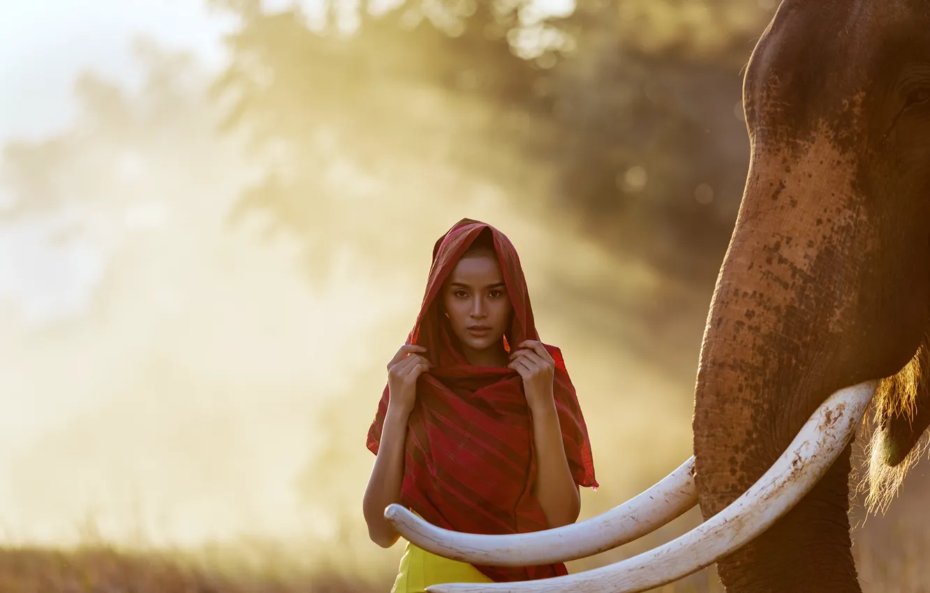 Photo wallpaper look, girl, light, elephant, Thailand, tusks, shawl