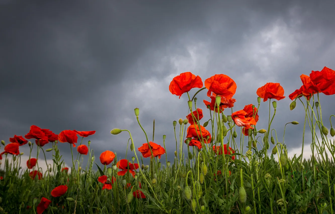 Photo wallpaper summer, flowers, Maki