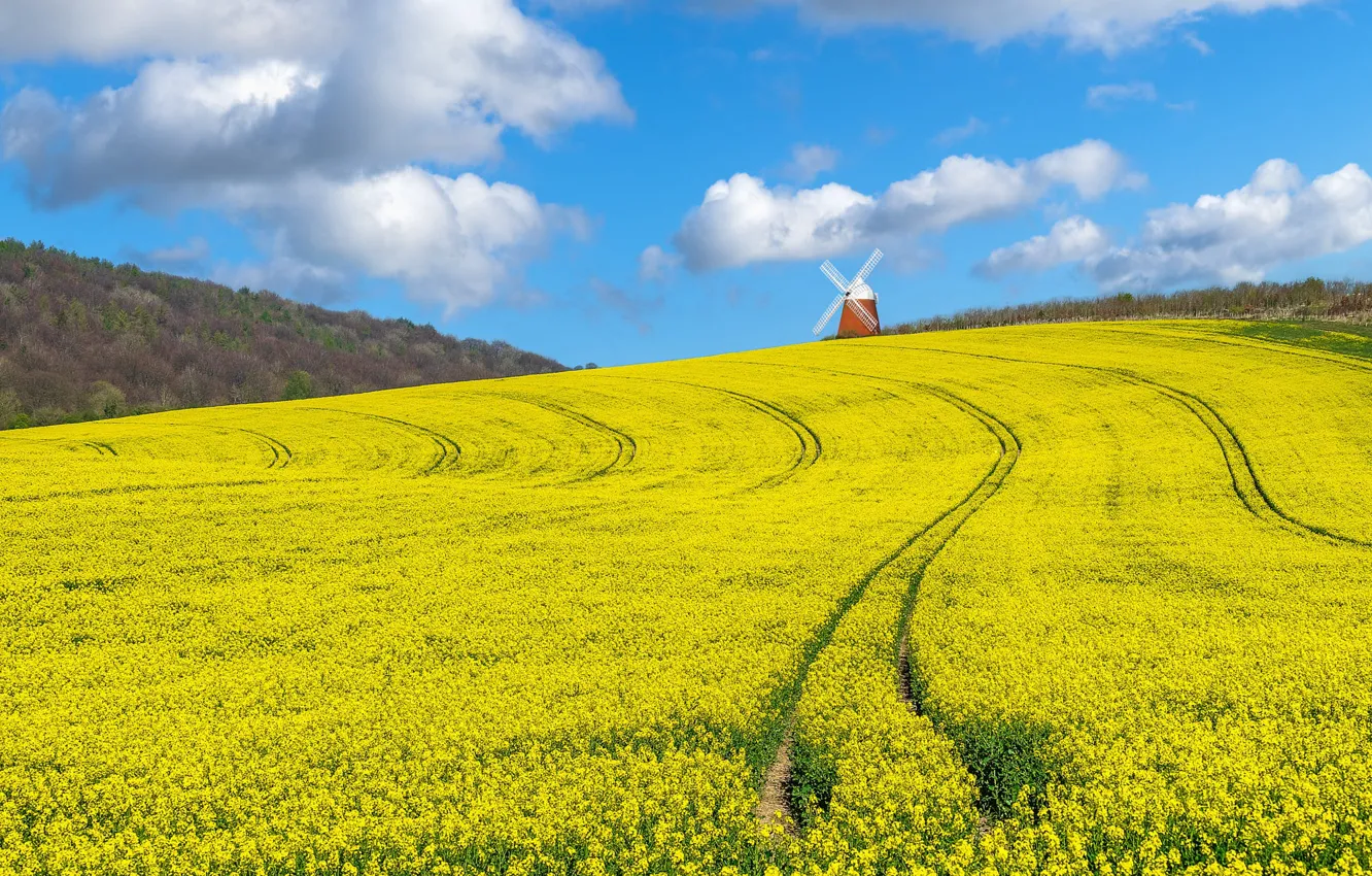 Photo wallpaper road, track, rape, windmill, rapeseed field