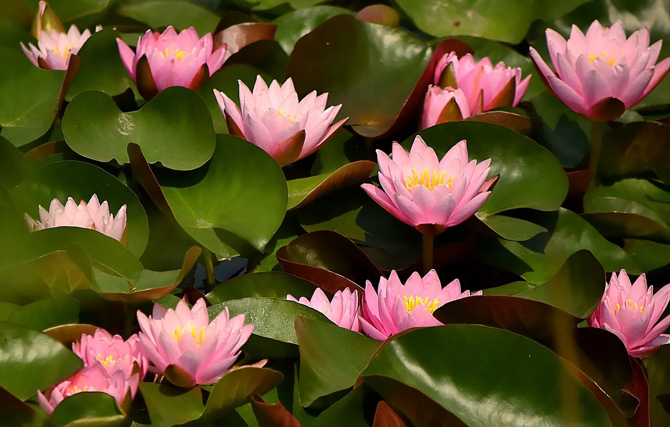 Photo wallpaper leaves, flowers, pink, water lilies