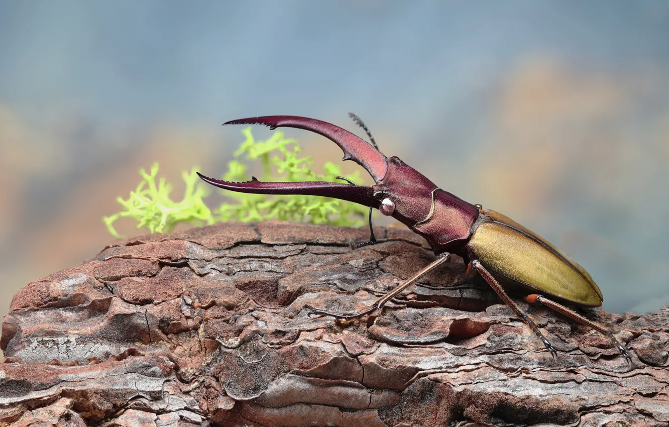 Photo wallpaper macro, beetle, horns, bark, Stag beetle