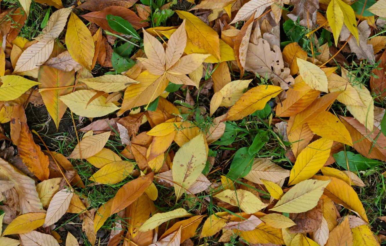 Photo wallpaper green, yellow, autumn, leaf