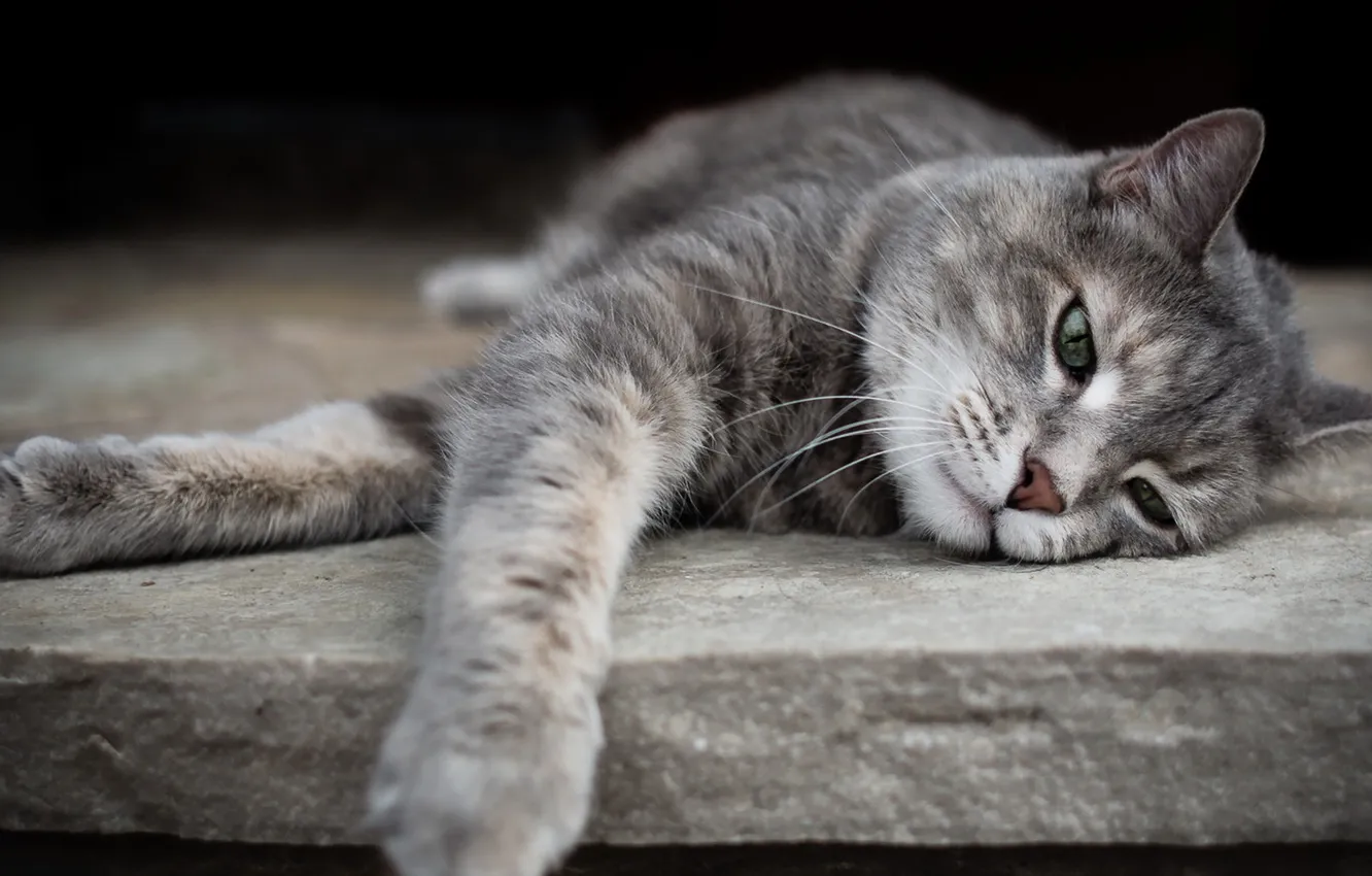 Photo wallpaper cat, look, background