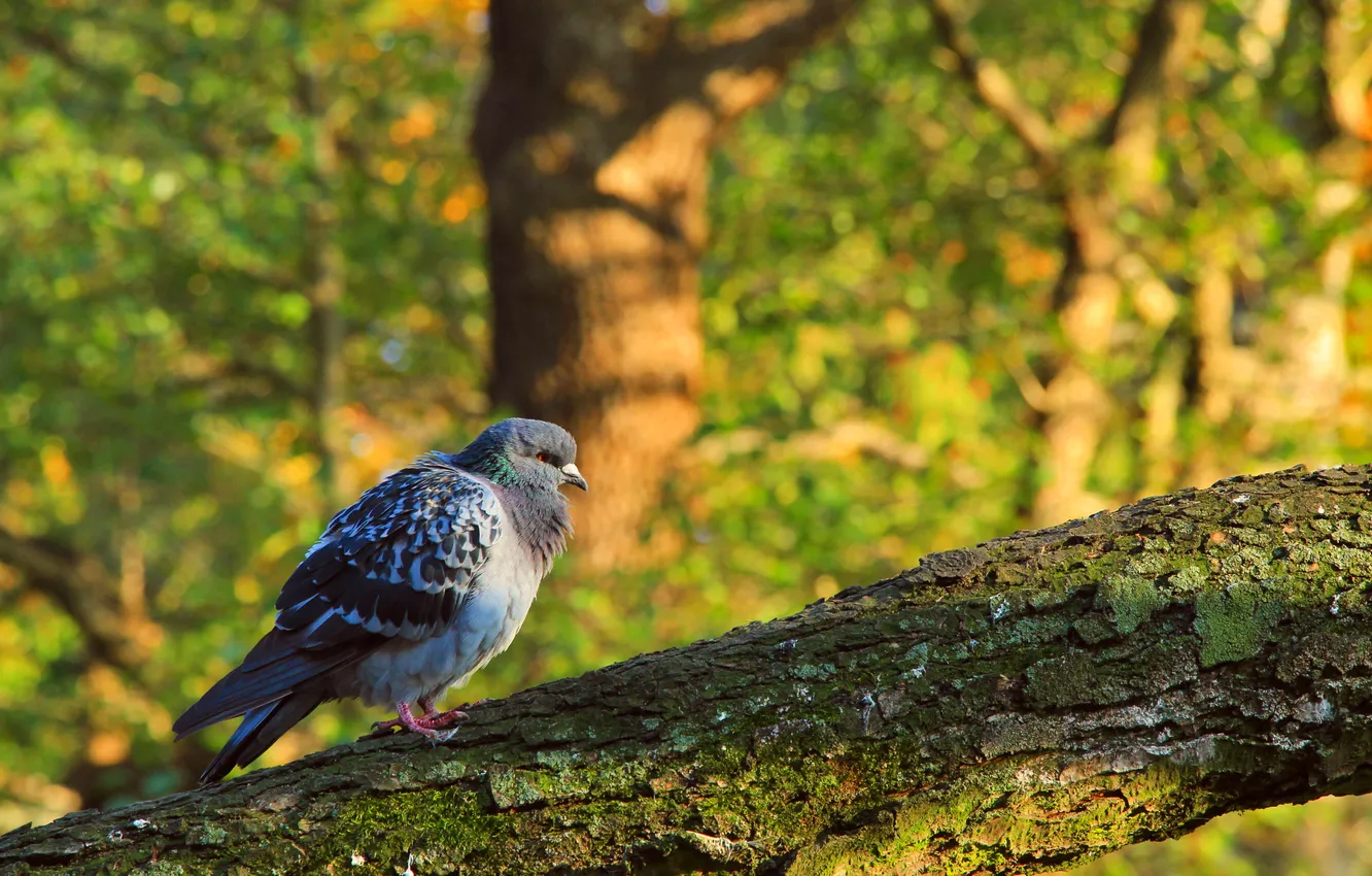 Photo wallpaper bird, tree, pigeon