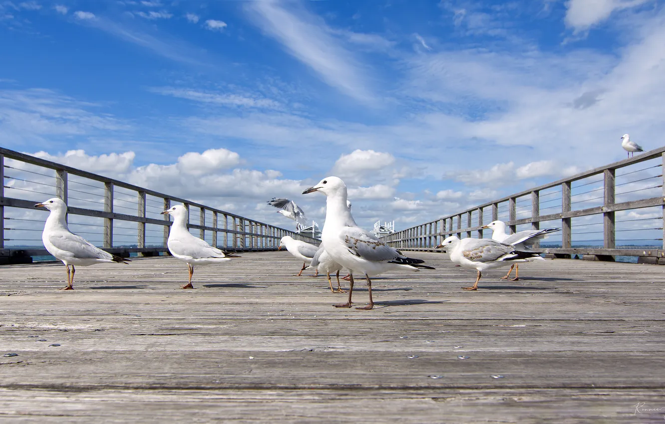 Photo wallpaper seagulls, pack, promenade