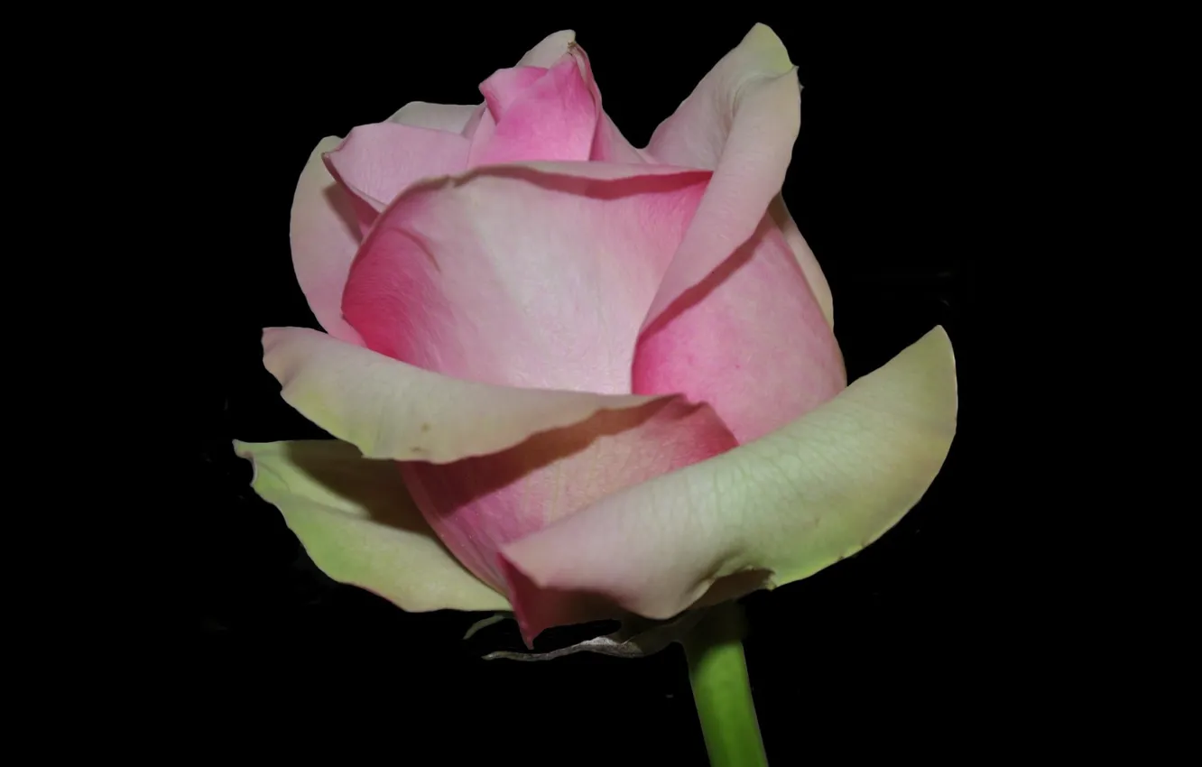 Photo wallpaper roses, buds, black background