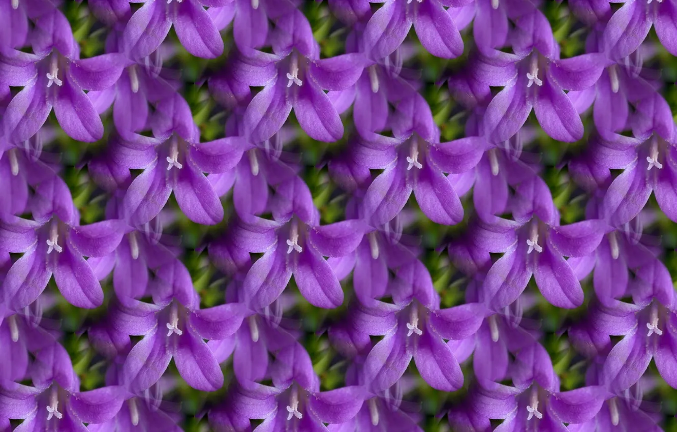 Photo wallpaper flower, background, texture, bell