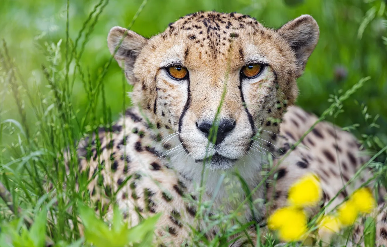 Photo wallpaper grass, portrait, predator, Cheetah