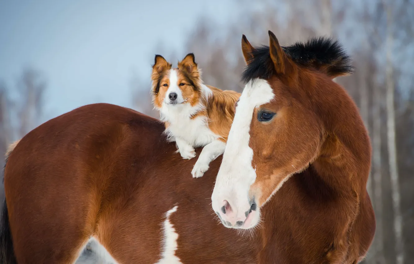Photo wallpaper winter, look, face, each, horse, horse, dog, lies