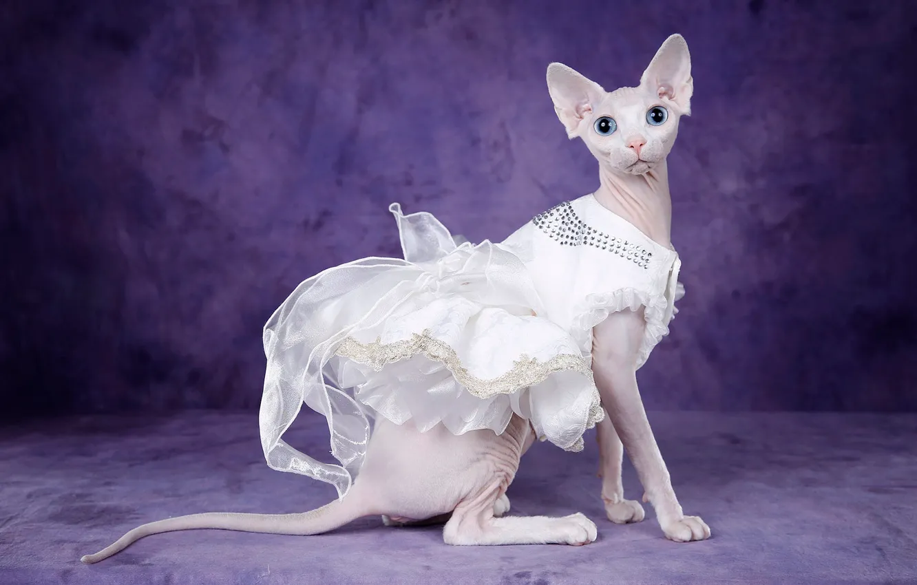 Photo wallpaper cat, look, pose, background, dress, muzzle, outfit, ballerina