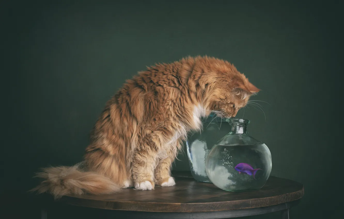 Photo wallpaper cat, cat, aquarium