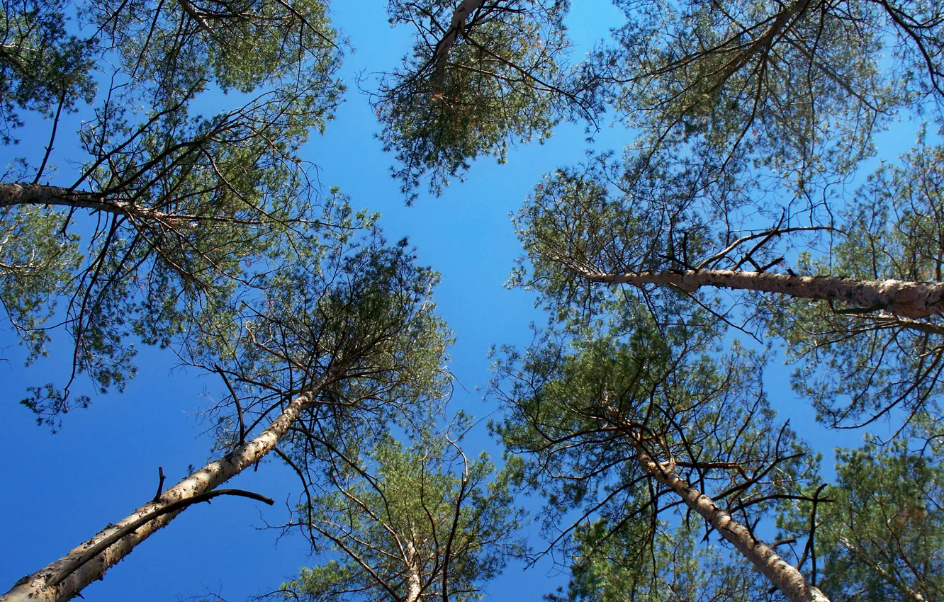Photo wallpaper forest, the sky, pine, pine, crown, high, the top