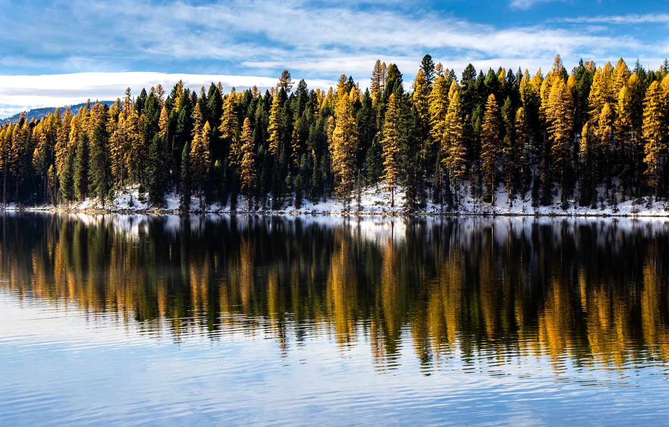 Photo wallpaper USA, Montana, Larch, Eric Henderson