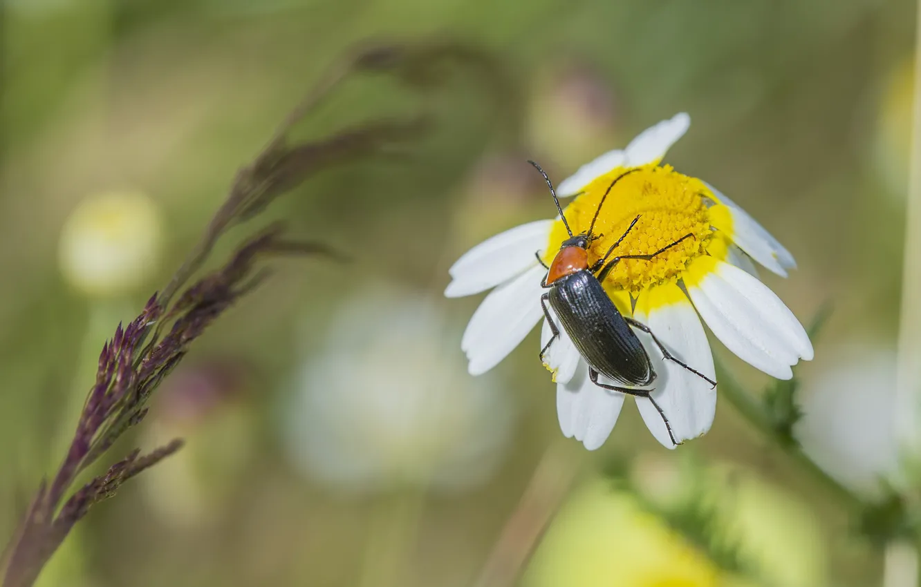 Photo wallpaper beetle, Daisy, meadow