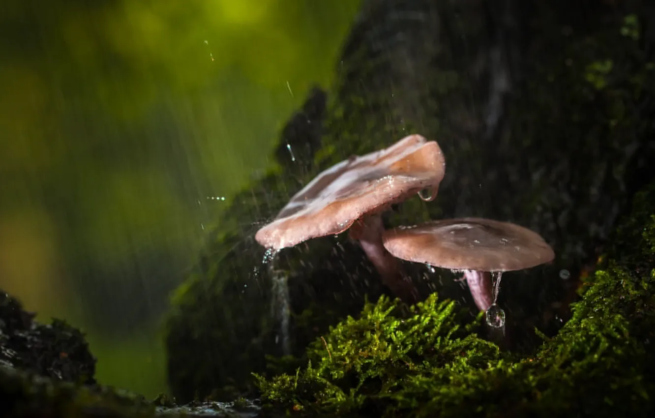 Photo wallpaper autumn, forest, drops, macro, rain, mushrooms