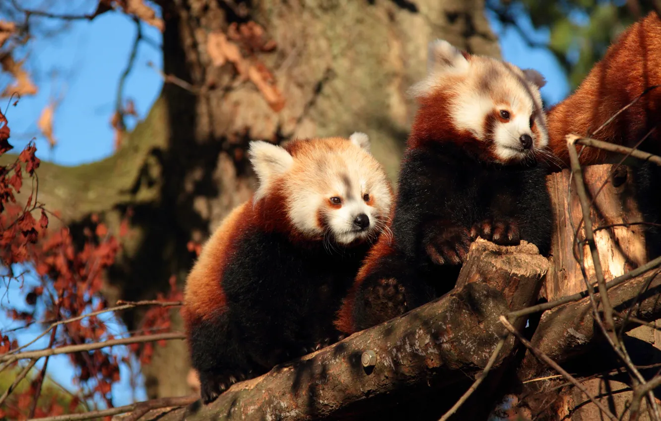 Photo wallpaper trees, branches, red Panda, a couple, Duo, red Panda, pandas