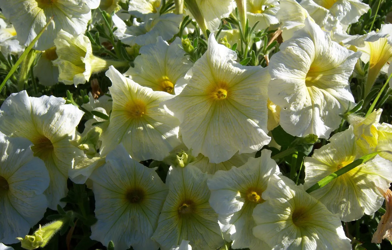 Photo wallpaper flowers, Meduzanol ©, summer, Petunia, yellow