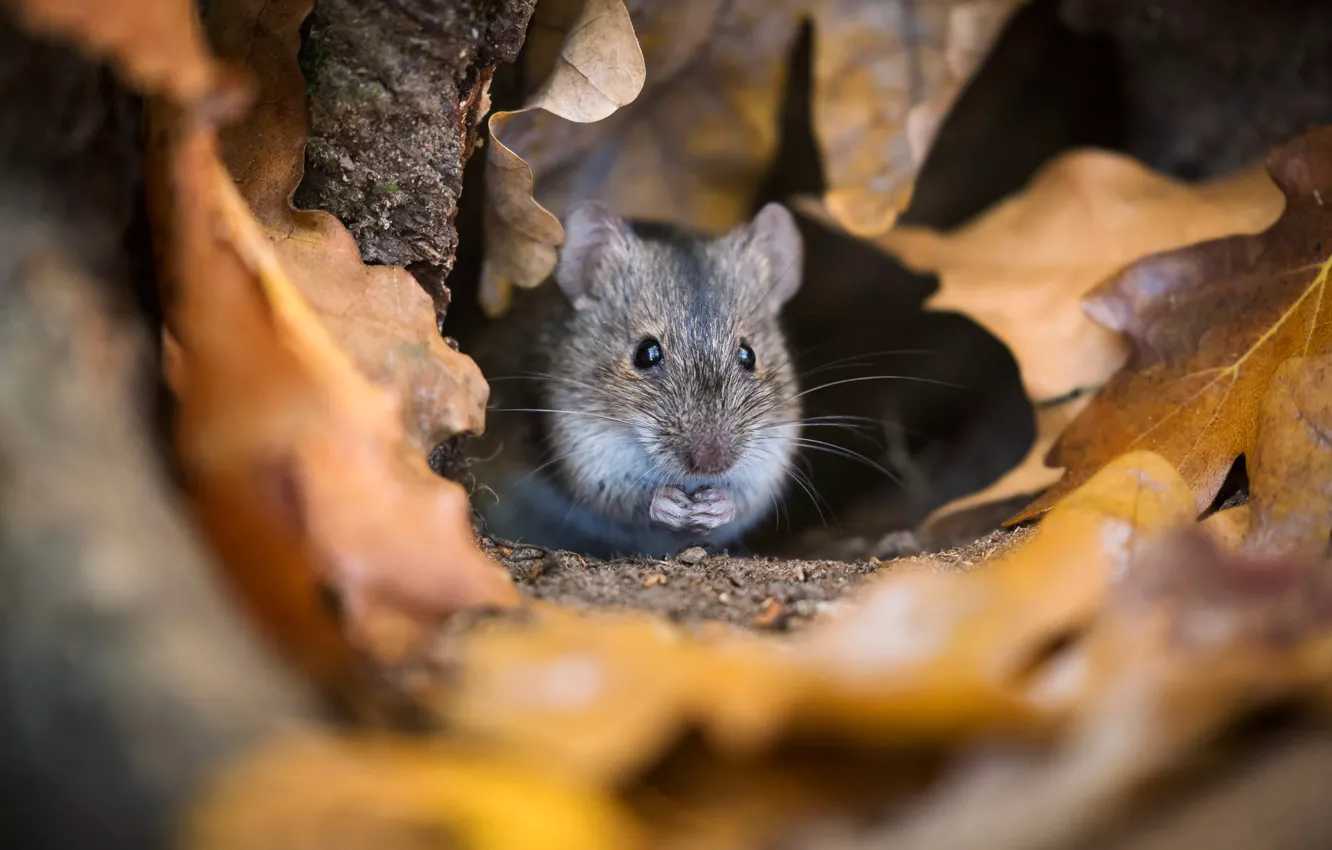 Photo wallpaper autumn, foliage, mouse, mouse, muzzle, rat, Peeps, autumn leaves