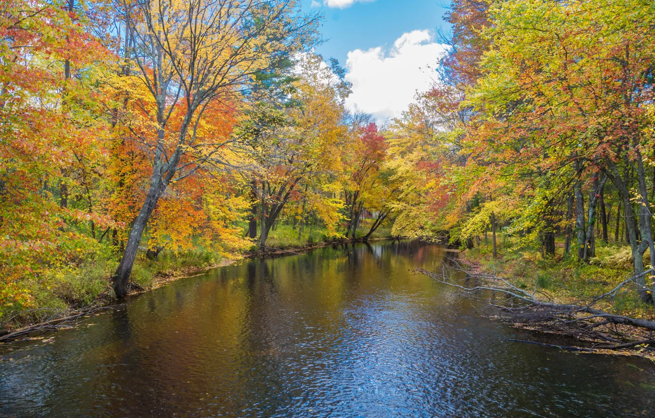 Photo wallpaper forest, river, trees, nature, autumn