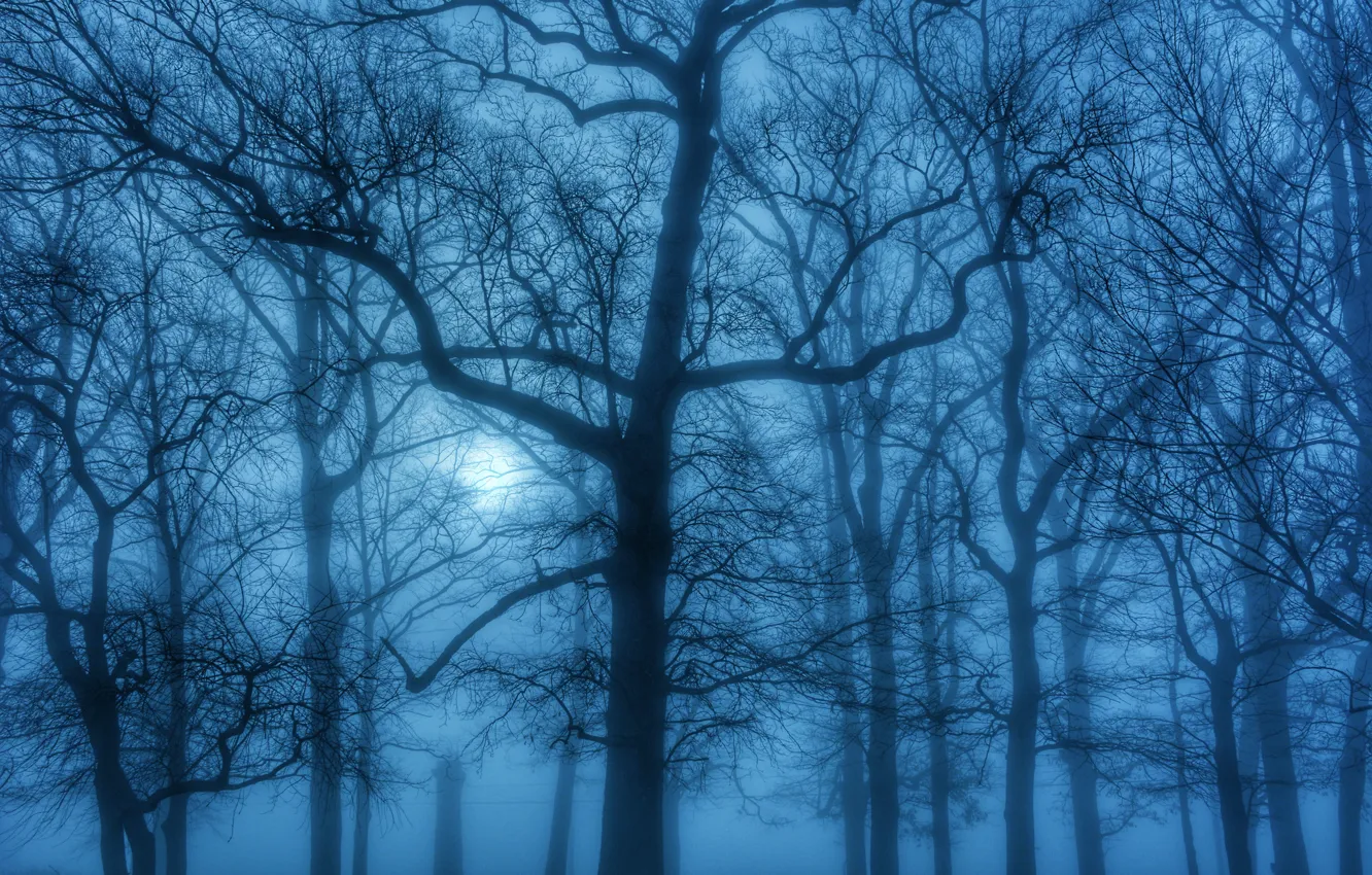 Photo wallpaper forest, trees, nature, fog