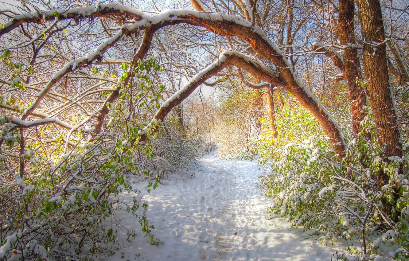 Photo wallpaper winter, forest, snow, trees, HDR, forest, grove, path