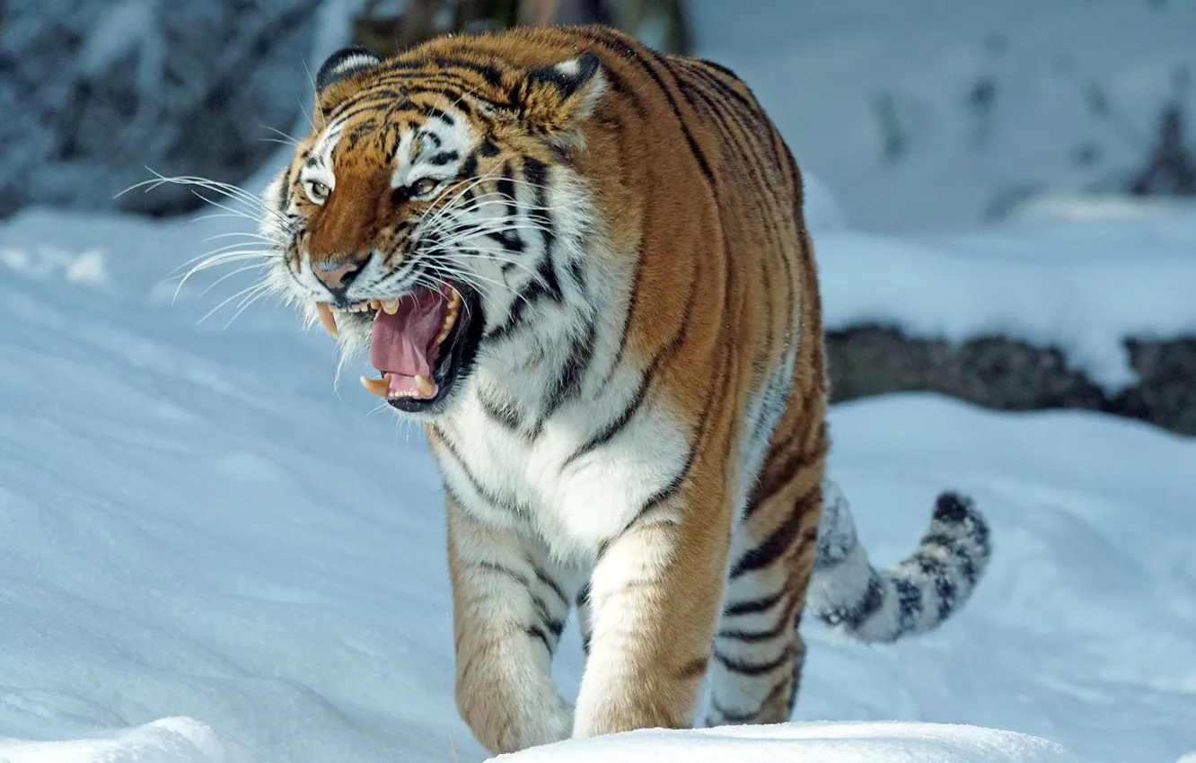 Photo wallpaper winter, snow, tiger, predator, mouth, grin, the Amur tiger