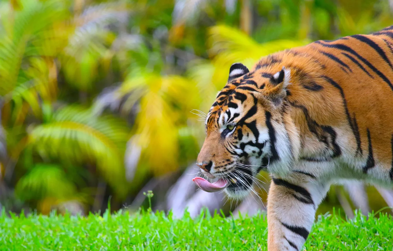 Photo wallpaper greens, language, grass, face, leaves, tiger, glade, profile