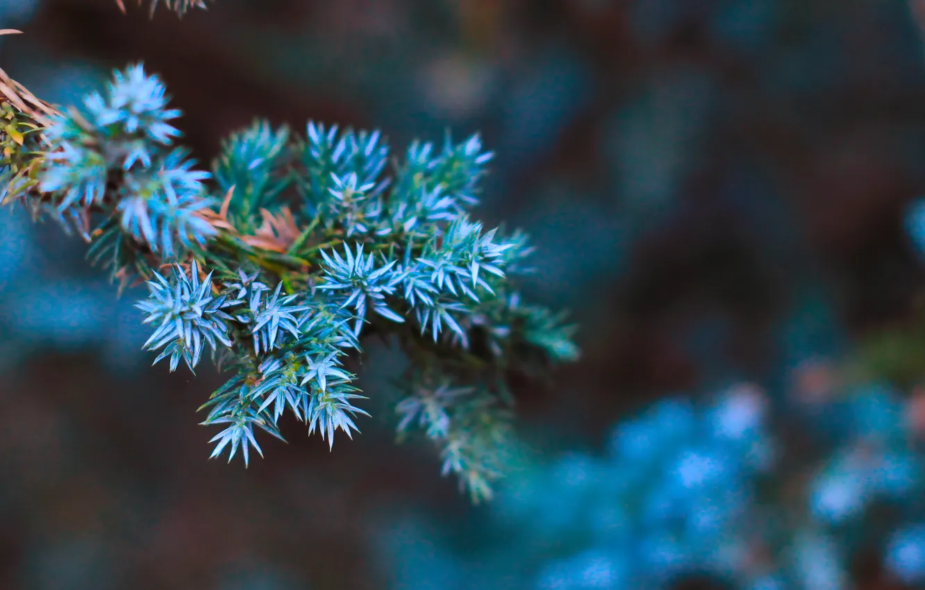 Photo wallpaper tree, gren, twig