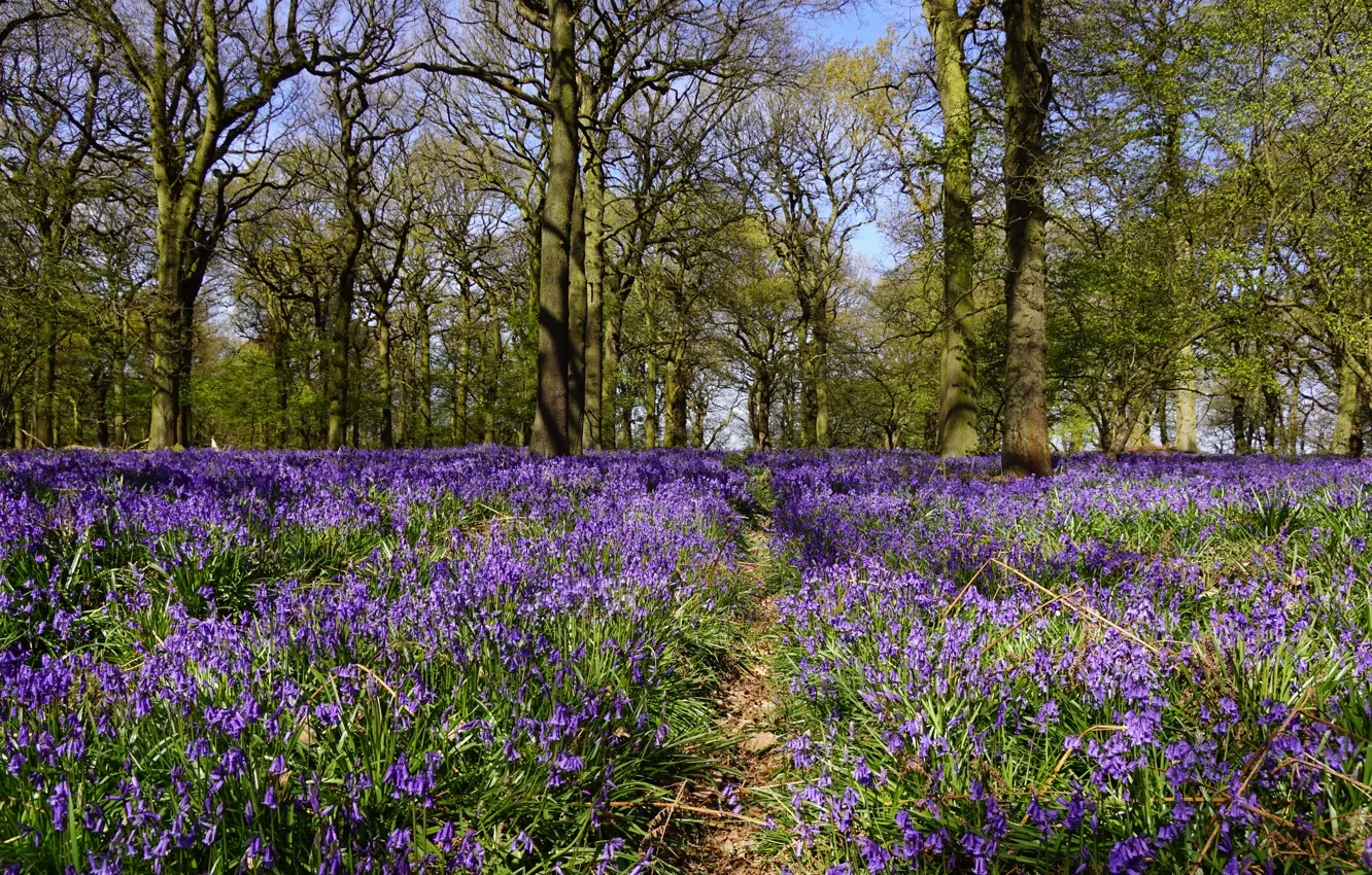 Photo wallpaper forest, the sun, trees, flowers, glade, spring, UK, bells
