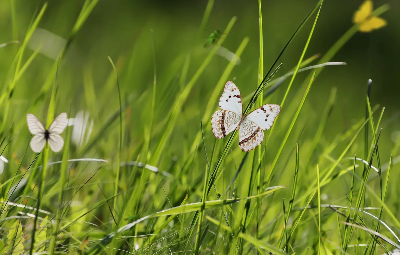 Photo wallpaper butterfly, spring, weed