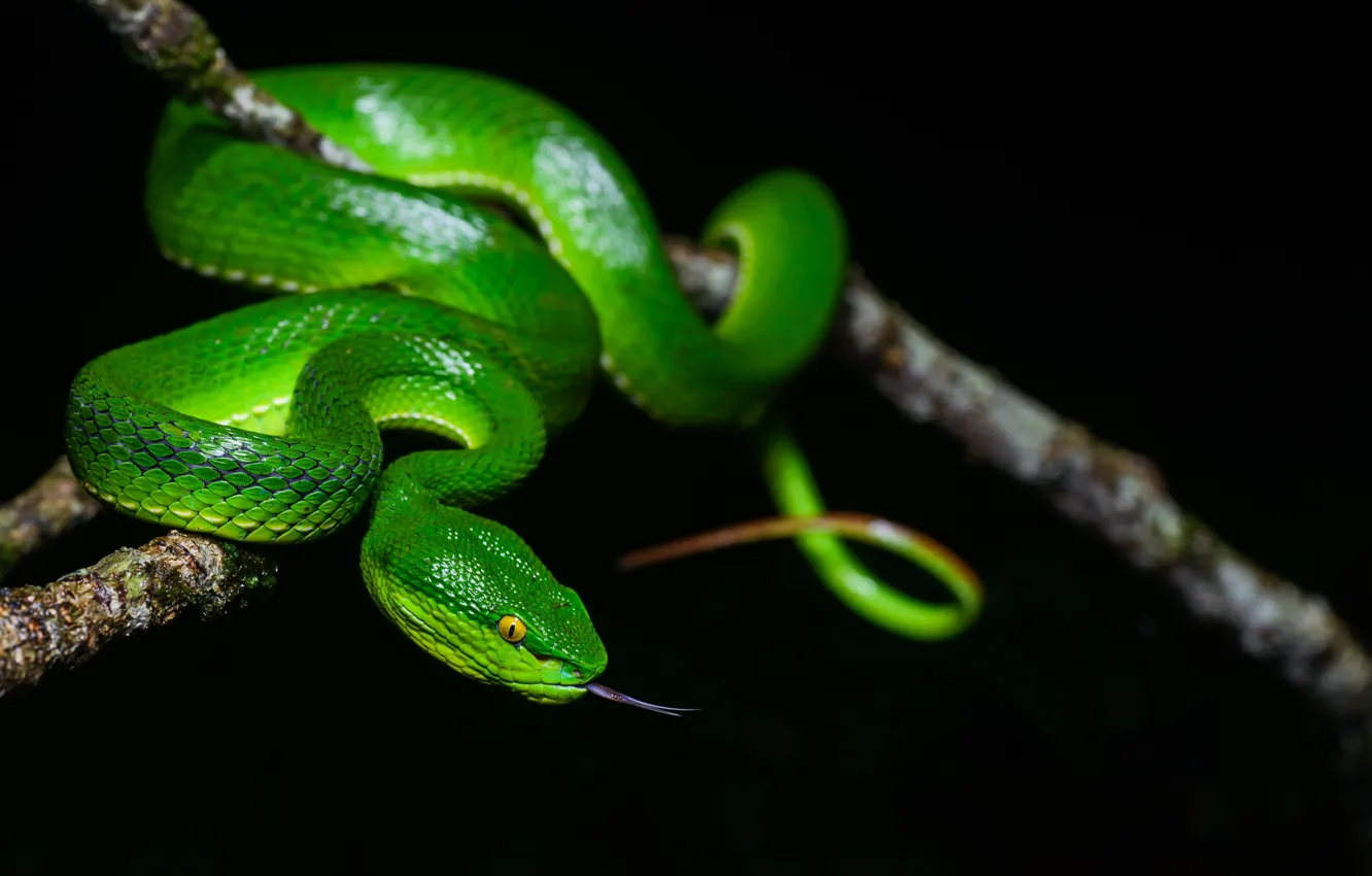 Photo wallpaper snake, branch, balogova keffiyeh
