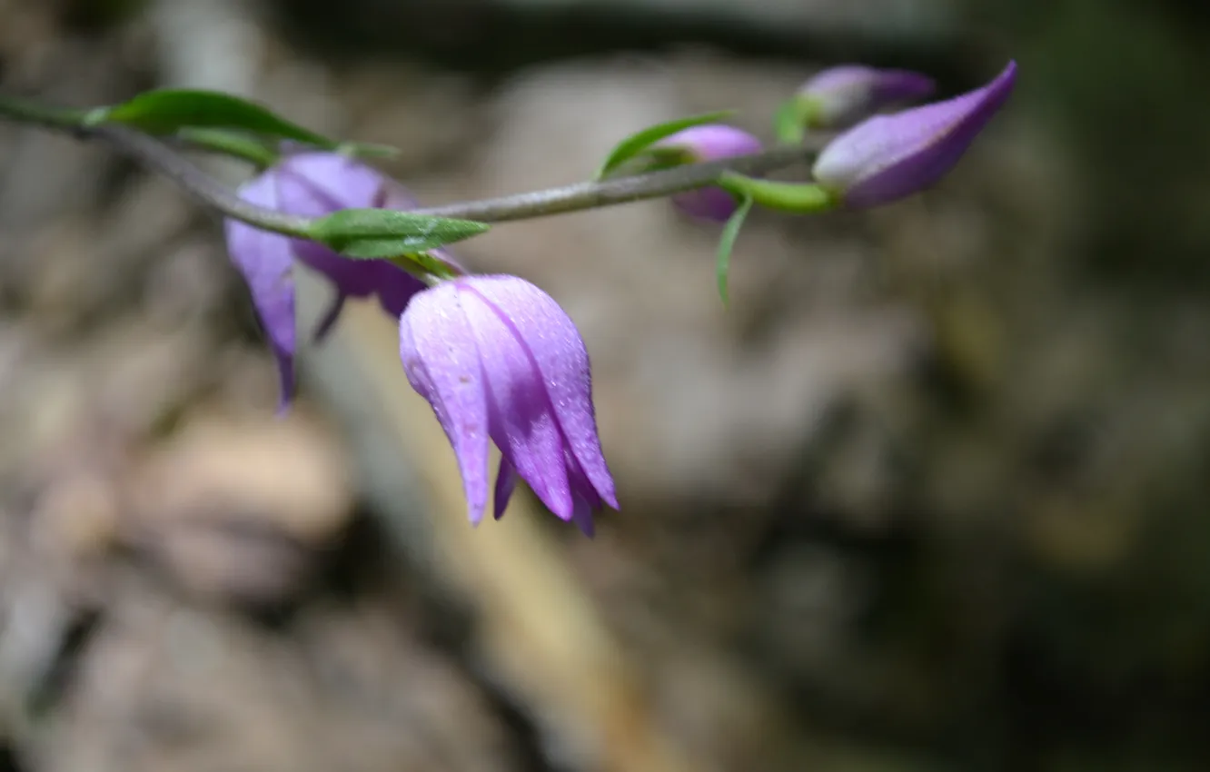 Photo wallpaper forest, flowers, nature, buds