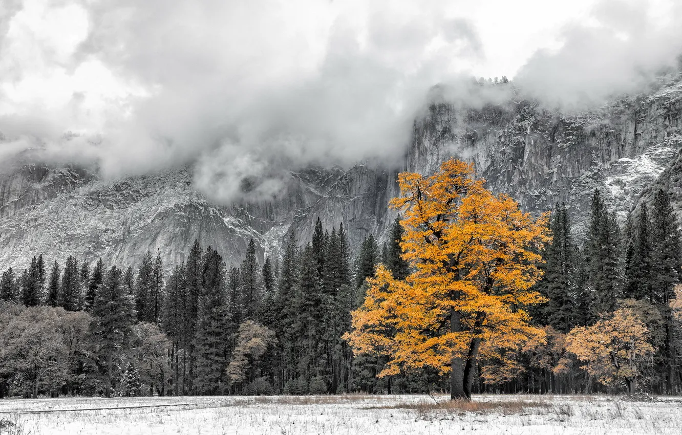 Photo wallpaper trees, landscape, mountains