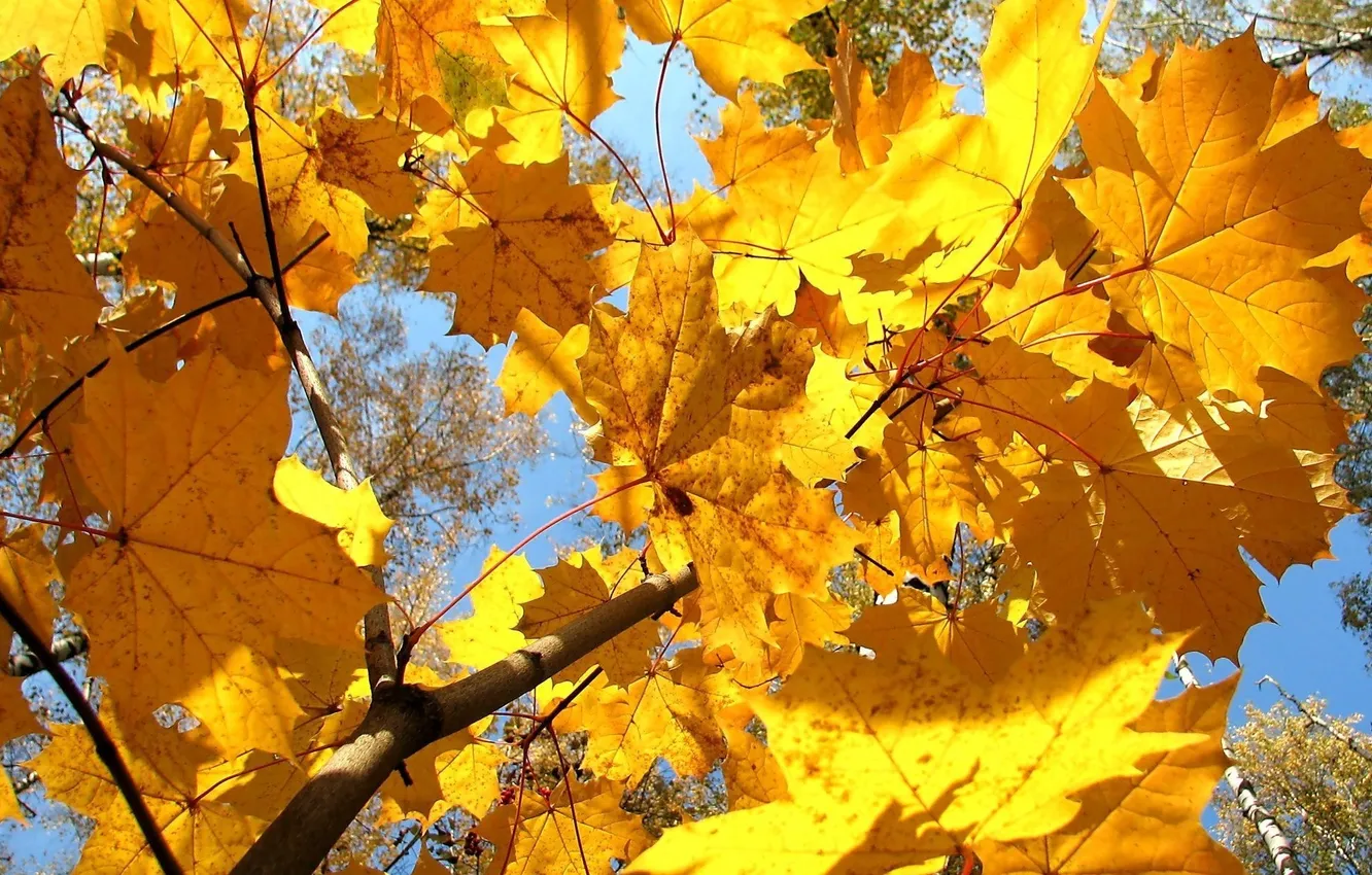 Photo wallpaper autumn, yellow, maple