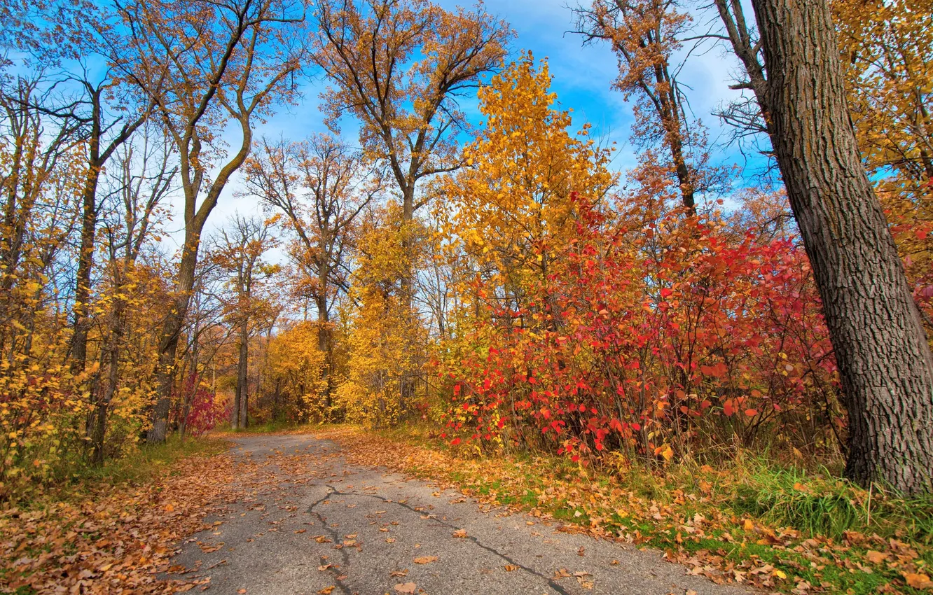 Photo wallpaper road, autumn, leaves, trees, Park