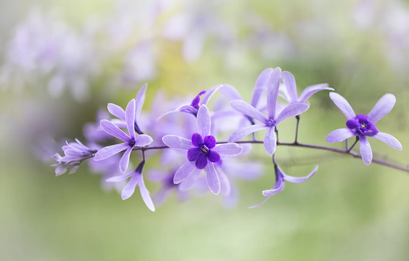 Photo wallpaper macro, petals, inflorescence, Petrea