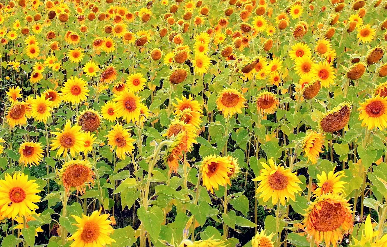 Photo wallpaper summer, sunflowers, nature