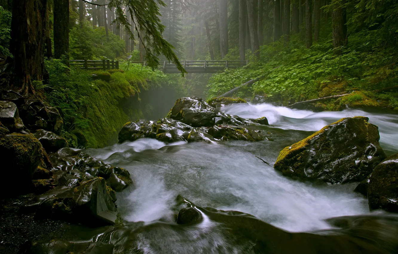 Photo wallpaper forest, nature, river, stones, stream