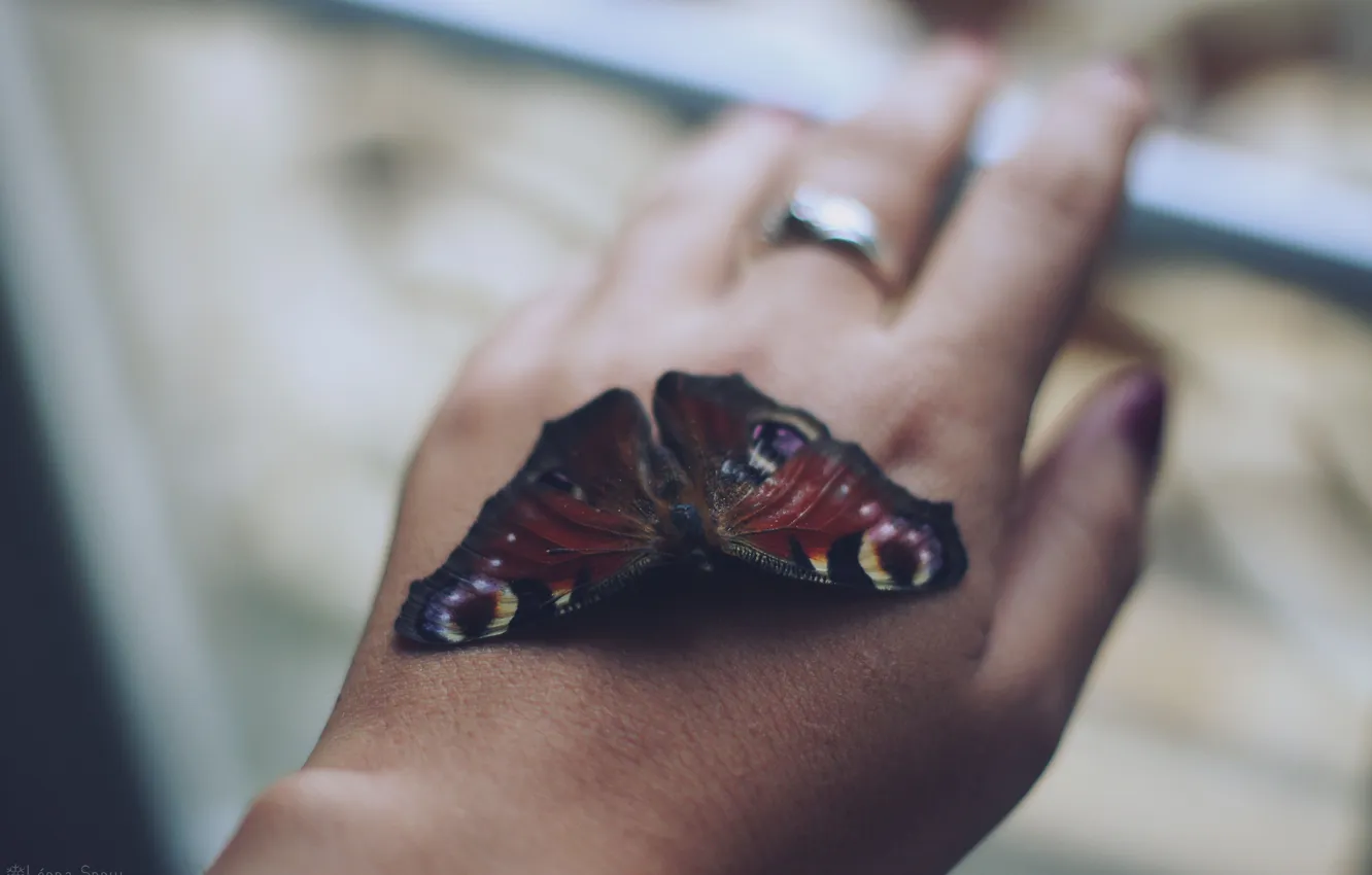 Photo wallpaper butterfly, hands, ring
