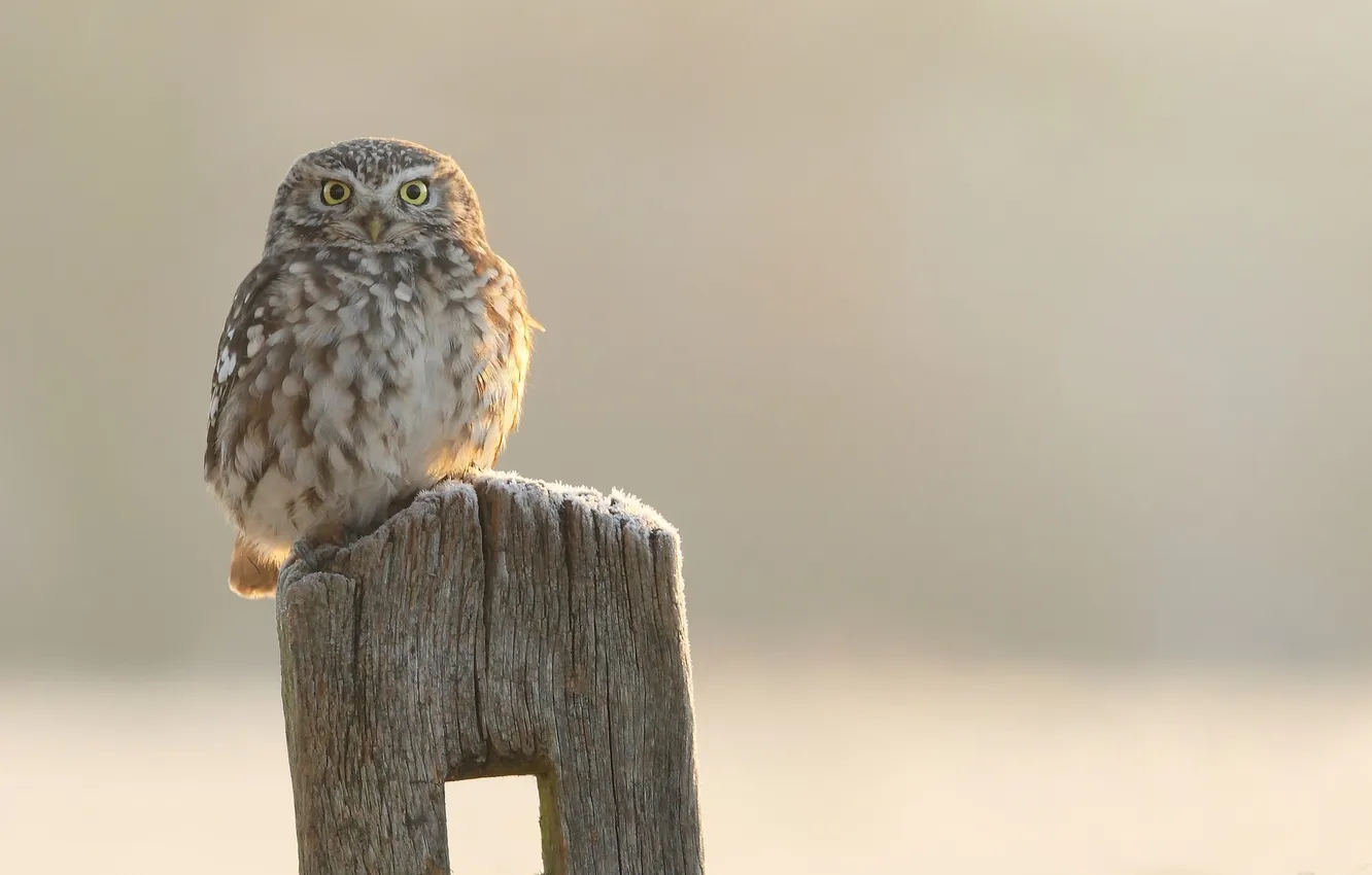 Photo wallpaper the sun, owl, bird, posts, stump, owlet
