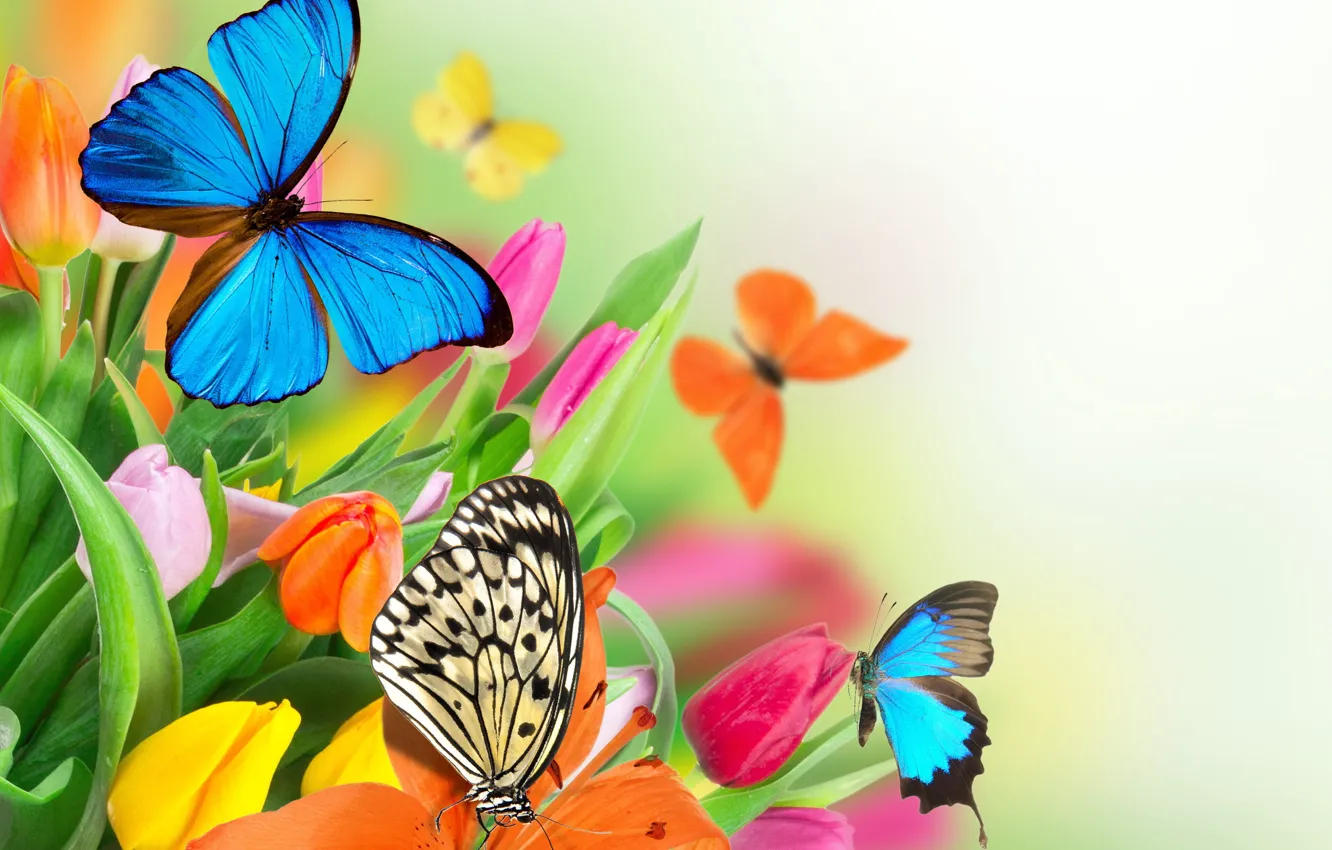 Photo wallpaper flowers, butterfly, spring, colorful, tulips, fresh, flowers, beautiful