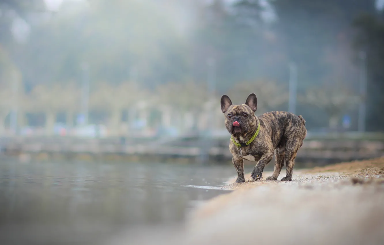 Photo wallpaper water, dog, French bulldog
